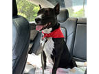 Adopt Ruffles a Black Terrier (Unknown Type, Small) / Mixed Breed (Medium) /