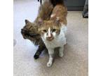 Adopt Flounder a Orange or Red Domestic Shorthair / Mixed (short coat) cat in