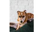 Adopt Winston a Tan/Yellow/Fawn - with White Corgi / Mixed dog in Saint Charles