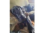 Adopt Kane a Black - with White Great Dane / Mixed dog in Nashville