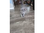 Adopt Mr. Pickles a Gray or Blue Russian Blue / Mixed (short coat) cat in