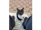 Adopt Whiskers a Black & White or Tuxedo American Shorthair / Mixed (short coat)