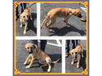 Adopt BOSCO a Brown/Chocolate Great Dane / Great Pyrenees / Mixed dog in