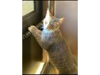 Adopt Mickey a Gray or Blue Domestic Shorthair / Mixed (short coat) cat in