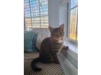 Adopt Harmony a Brown or Chocolate (Mostly) Tabby / Mixed (short coat) cat in