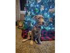 Adopt Delta Dawn a Tan/Yellow/Fawn - with White American Pit Bull Terrier dog in