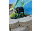Adopt Sasha a Black American Pit Bull Terrier / Mixed dog in Newport News
