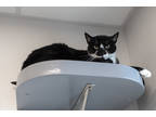 Adopt Bently a All Black Domestic Shorthair / Domestic Shorthair / Mixed cat in