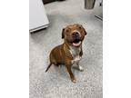 Adopt Athena a Red/Golden/Orange/Chestnut American Pit Bull Terrier / Mixed dog