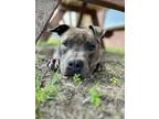 Adopt Ralph a Gray/Blue/Silver/Salt & Pepper American Pit Bull Terrier / Mixed