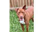 Adopt Laveau (Scott-TN) a Brindle - with White Labrador Retriever / Mixed dog in