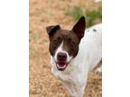 Adopt Mardi Gras (Scott-TN) a Brown/Chocolate - with White Labrador Retriever /