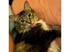Adopt Delilah a Gray or Blue (Mostly) Ragdoll / Mixed (medium coat) cat in Los