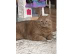 Adopt Sinatra a Orange or Red Domestic Mediumhair / Mixed (medium coat) cat in