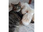 Adopt Oscar a Brown Tabby Domestic Mediumhair / Mixed (medium coat) cat in