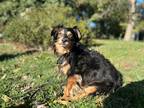Adopt Kovu a Black - with Tan, Yellow or Fawn Dachshund dog in Baltimore