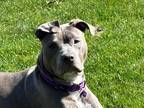 Adopt Penelope a Gray/Silver/Salt & Pepper - with White American Pit Bull