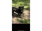 Adopt Crowley a Black Labrador Retriever / American Pit Bull Terrier / Mixed dog