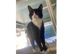 Adopt Luna a Black & White or Tuxedo Domestic Shorthair / Mixed (short coat) cat