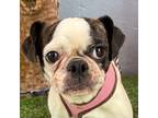 Adopt Sassy a White Boston Terrier / Pug / Mixed dog in Carlsbad, CA (41296377)