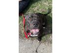 Adopt Wednesday a Black - with White American Pit Bull Terrier / Shar Pei /