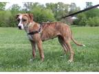 Adopt Rosie a Brindle - with White Boxer / Hound (Unknown Type) / Mixed dog in