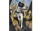 Adopt Tucker a Black - with White Bluetick Coonhound / Labrador Retriever /