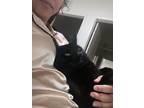 Adopt Pepper a All Black American Shorthair / Mixed (short coat) cat in Las
