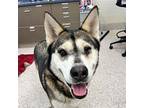 Adopt Arizona a Akita / Mixed dog in Denver, CO (41275768)