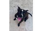 Adopt Francis a American Pit Bull Terrier / Mixed dog in Lake Charles