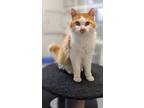 Adopt Cosmo a Domestic Longhair / Mixed (short coat) cat in Prairie du Chien