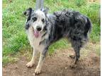 Adopt Webster a Australian Shepherd / Mixed dog in Brownwood, TX (41296249)