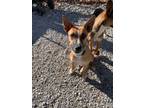 Adopt Gypsy a Boxer / Mountain Cur / Mixed dog in Morgantown, KY (41296164)
