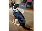 Adopt Sammy a Black - with White Border Collie / Mixed dog in Fulton