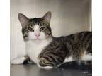 Adopt Elephant/ AC 25414 C a Domestic Shorthair / Mixed (short coat) cat in