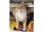 Adopt Quincy/ Buddy a Domestic Shorthair / Mixed (short coat) cat in