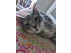 Adopt Benjamin (Benny) a Domestic Shorthair / Mixed (short coat) cat in