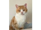 Adopt Big Ben a Domestic Shorthair / Mixed (short coat) cat in Bourbonnais