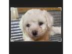 Bichon Frise Puppy for sale in Cave City, KY, USA