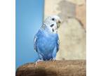 Adopt Shirley (Blue) a Budgie bird in St. Louis, MO (37071616)