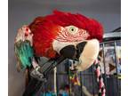 Adopt Harlee a Macaw bird in St. Louis, MO (36239758)
