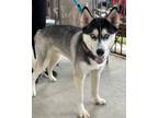 Adopt Bow a Husky / Mixed dog in Killen, AL (41275381)