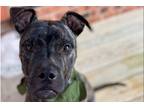 Adopt Brutus (CP) a Brindle Pit Bull Terrier dog in Dallas, TX (40525002)