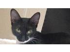 Adopt Mittens a Black & White or Tuxedo American Shorthair / Mixed (short coat)
