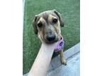 Adopt Jasmine Thomas a Labrador Retriever dog in Merrifield, VA (41254458)