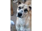 Adopt Priscilla a Tan/Yellow/Fawn Catahoula Leopard Dog / Greyhound dog in