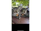 Adopt Juno & Jupiter a Tiger Striped Tabby / Mixed (short coat) cat in New York