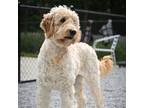 Adopt Ivy a Tan/Yellow/Fawn Goldendoodle / Mixed dog in Louisville