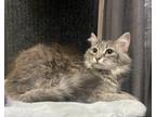 Adopt Chai - MT a Domestic Longhair / Mixed (long coat) cat in Cross Anchor