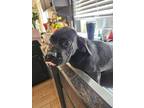 Adopt Eeyore a Black Labrador Retriever / Pit Bull Terrier dog in Portland
